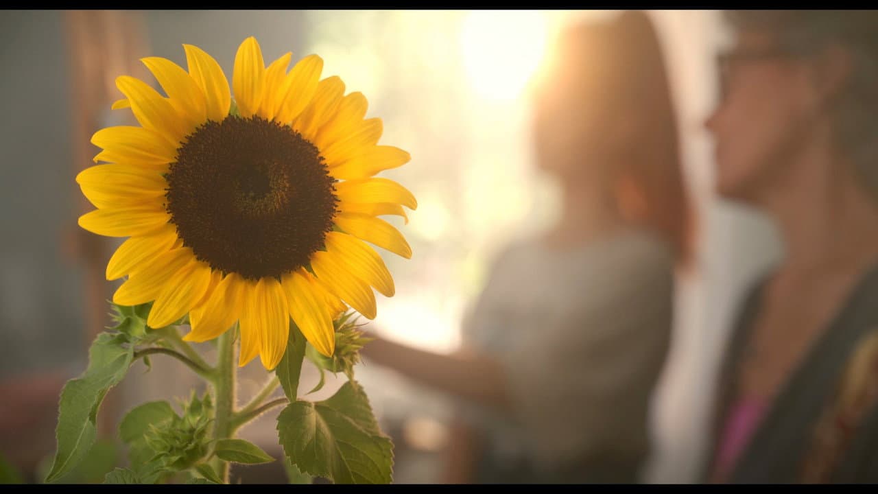 Backdrop – Sunflower