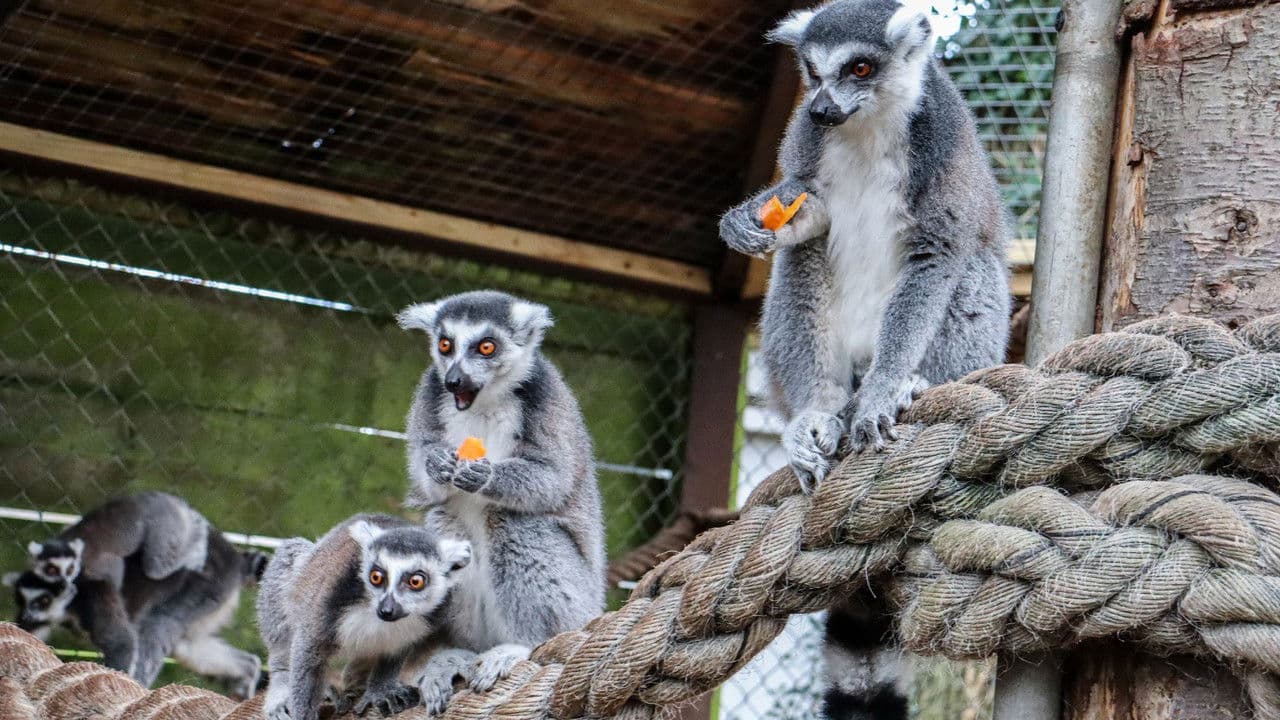 Backdrop – Knockhatch Animal Conservation: A Short Documentary