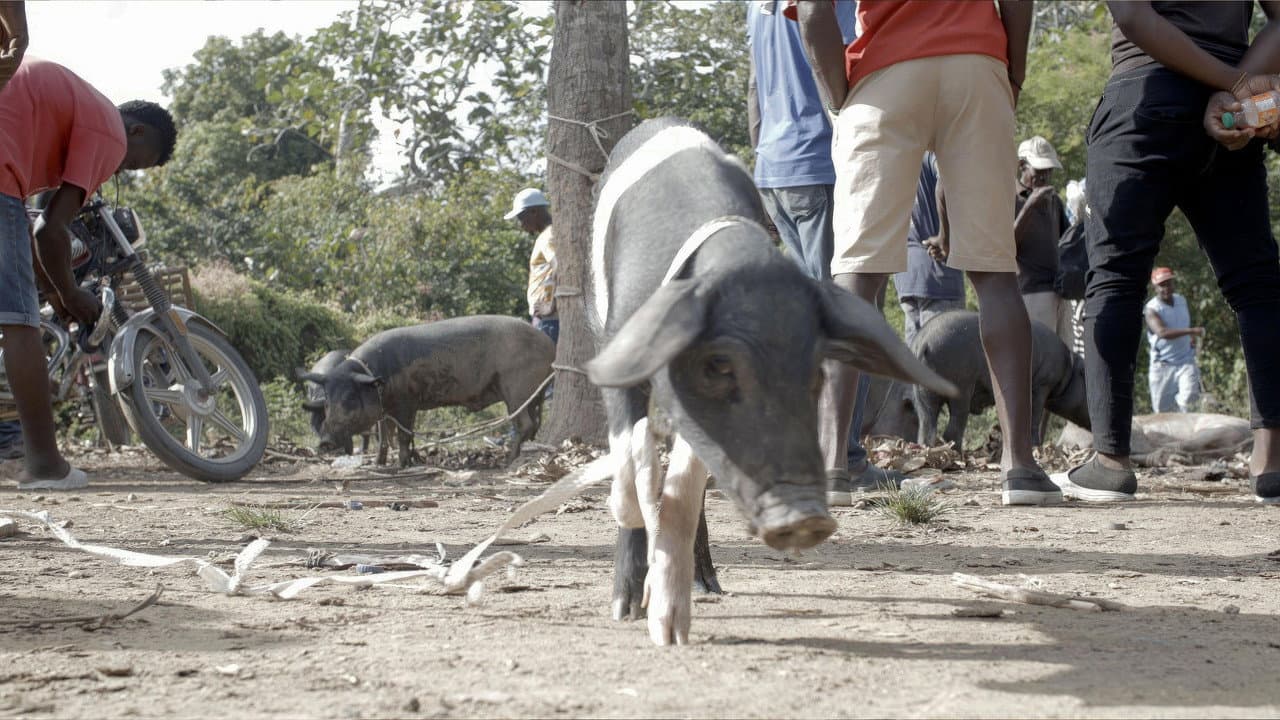 Backdrop – The Creole Pig: Haiti's Great Loss
