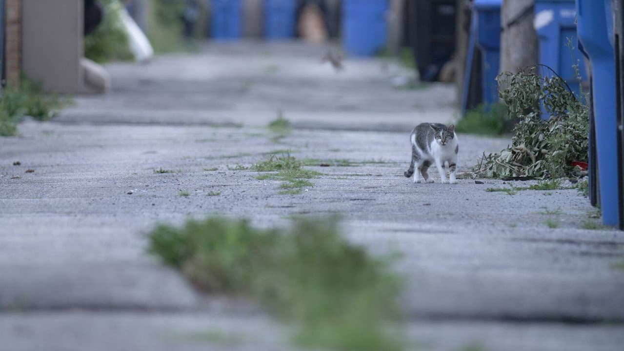 Backdrop – Cat City