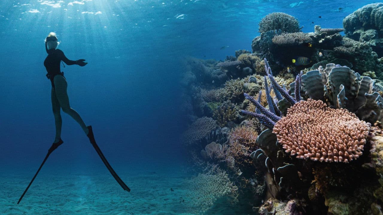 Backdrop – Corals’ Last Stand