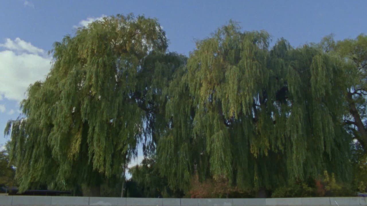 Backdrop – Willow World