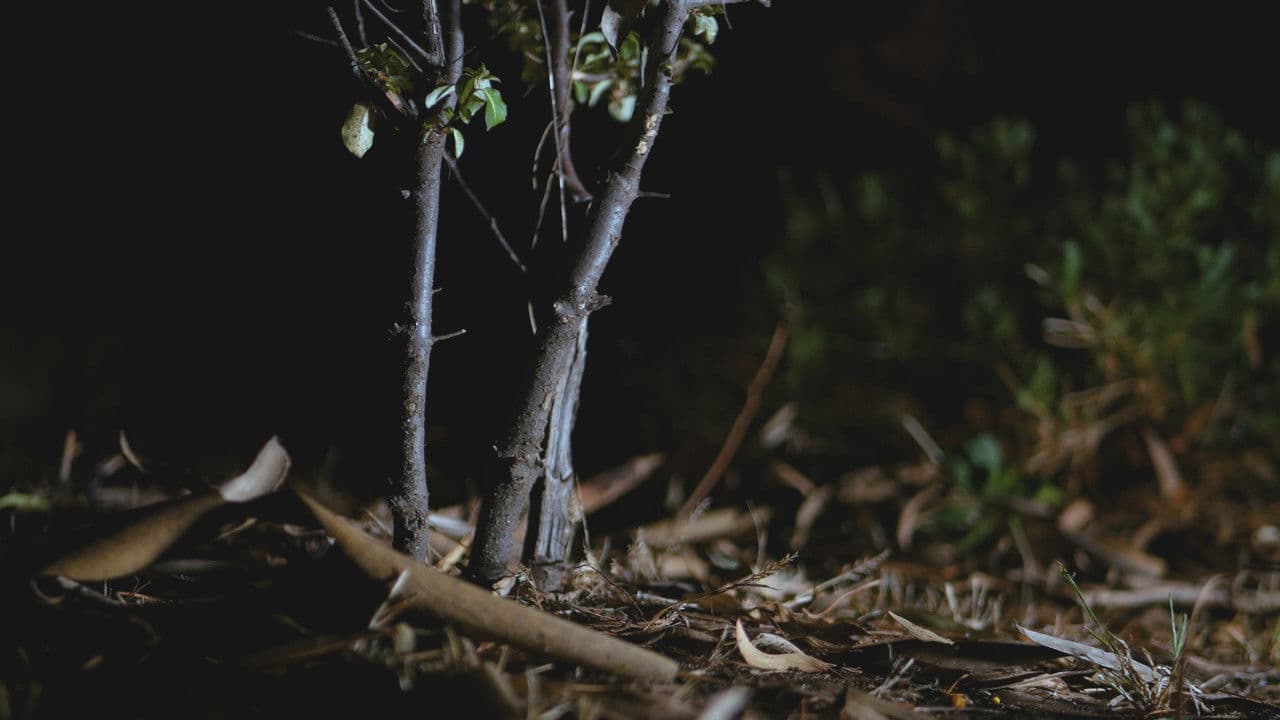 Backdrop – Car Trouble