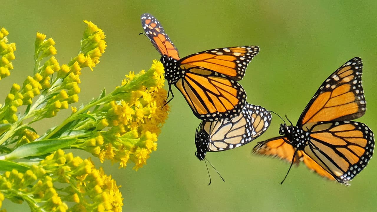 Backdrop – Beauty on the Wing: Life Story of the Monarch Butterfly