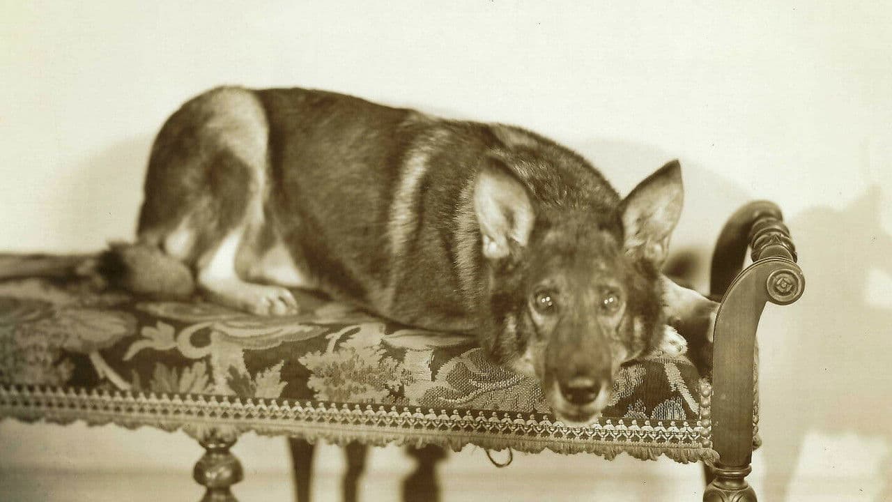 Backdrop – Land of the Silver Fox