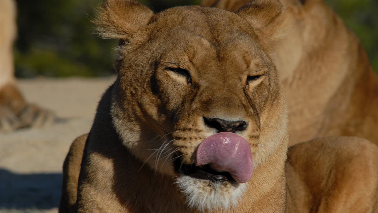 Backdrop – Lioness in Exile