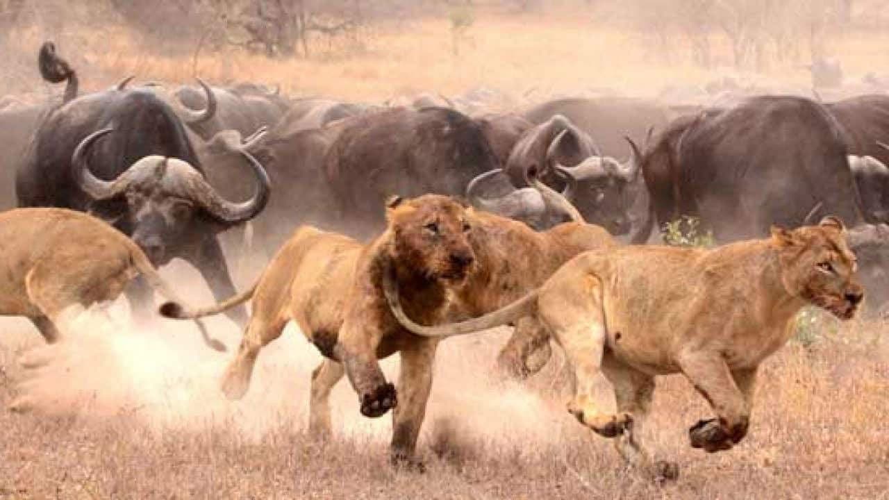 Backdrop – Löwinnen: Jagd ums Überleben