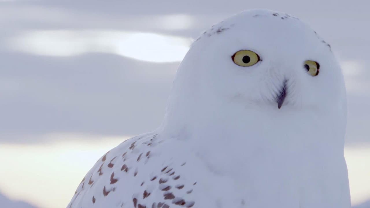 Backdrop – A Winter's Tale: The Journey Of The Snowy Owls
