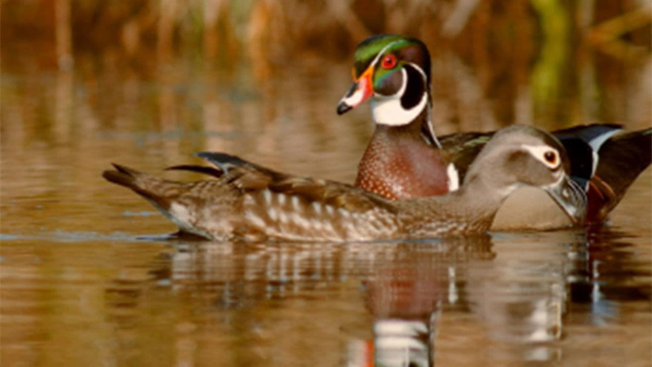 Backdrop – PBS Nature - An Original DUCKumentary