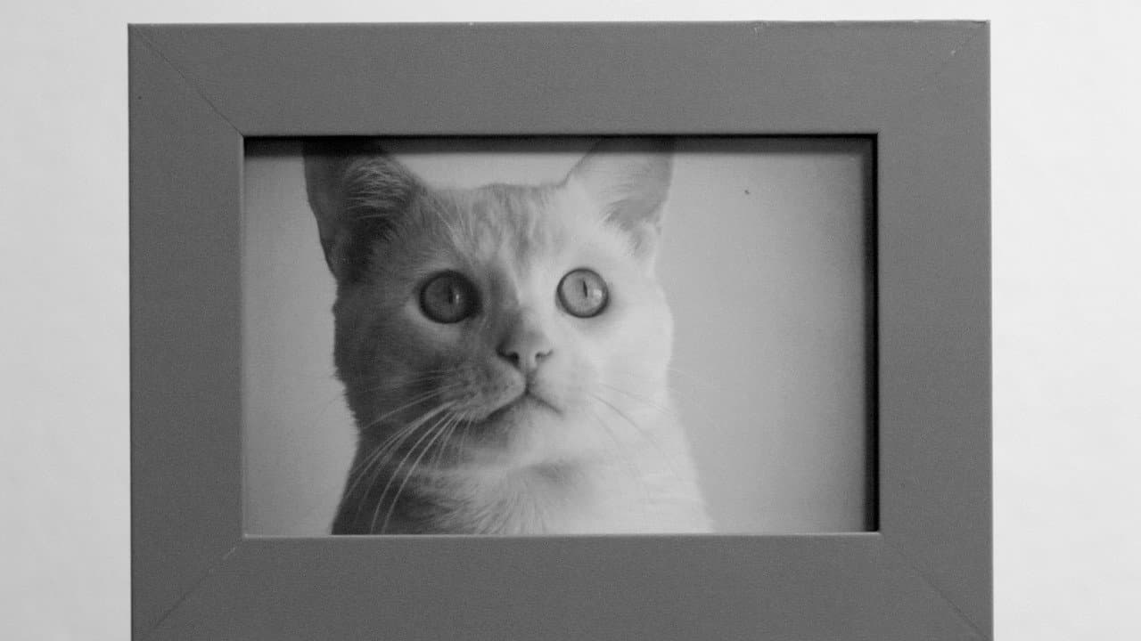 Backdrop – /'gatos/
