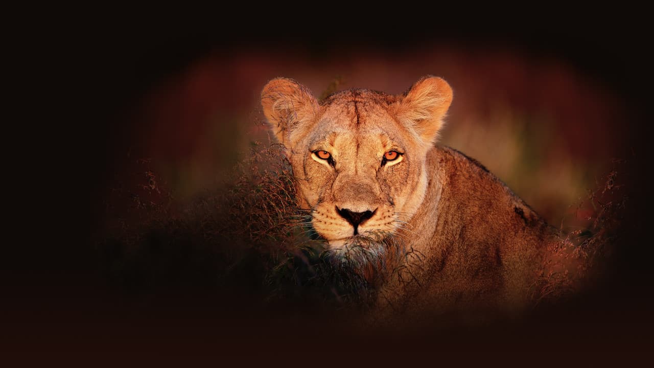 Backdrop – Wildes Botswana