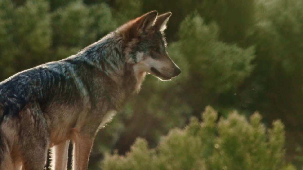 Backdrop – Lobo Mexicano