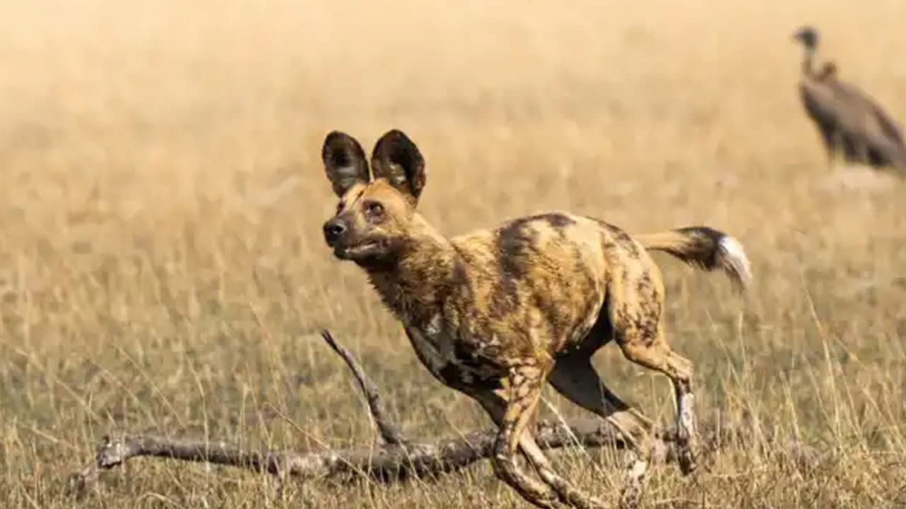 Backdrop – African Adventure: Safari in the Okavango