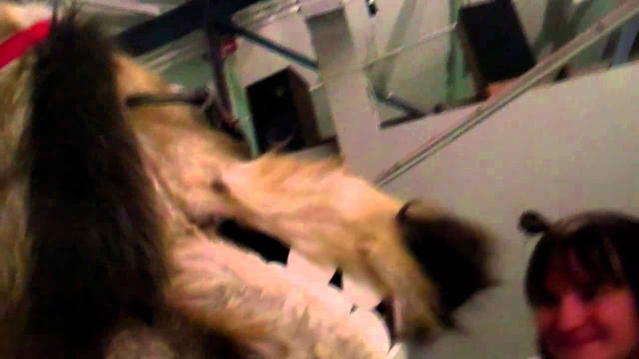 Backdrop – Doggiewoggiez! Poochiewoochiez!