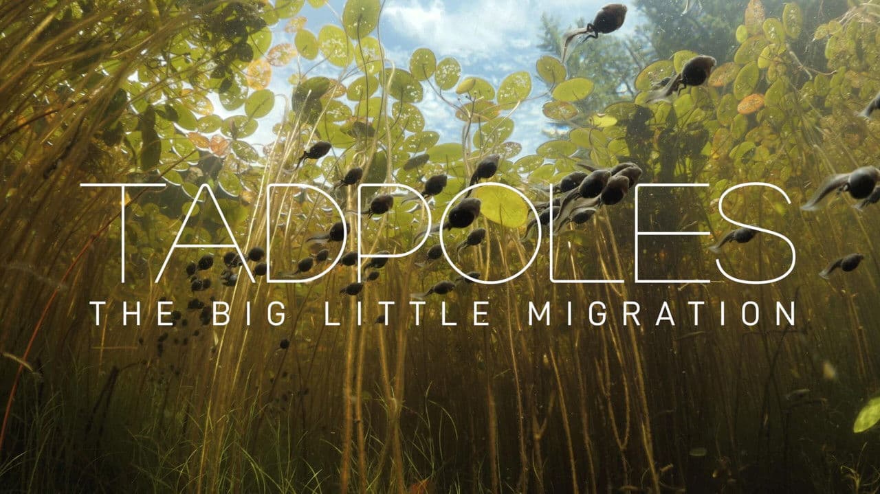 Backdrop – Tadpoles: The Big Little Migration