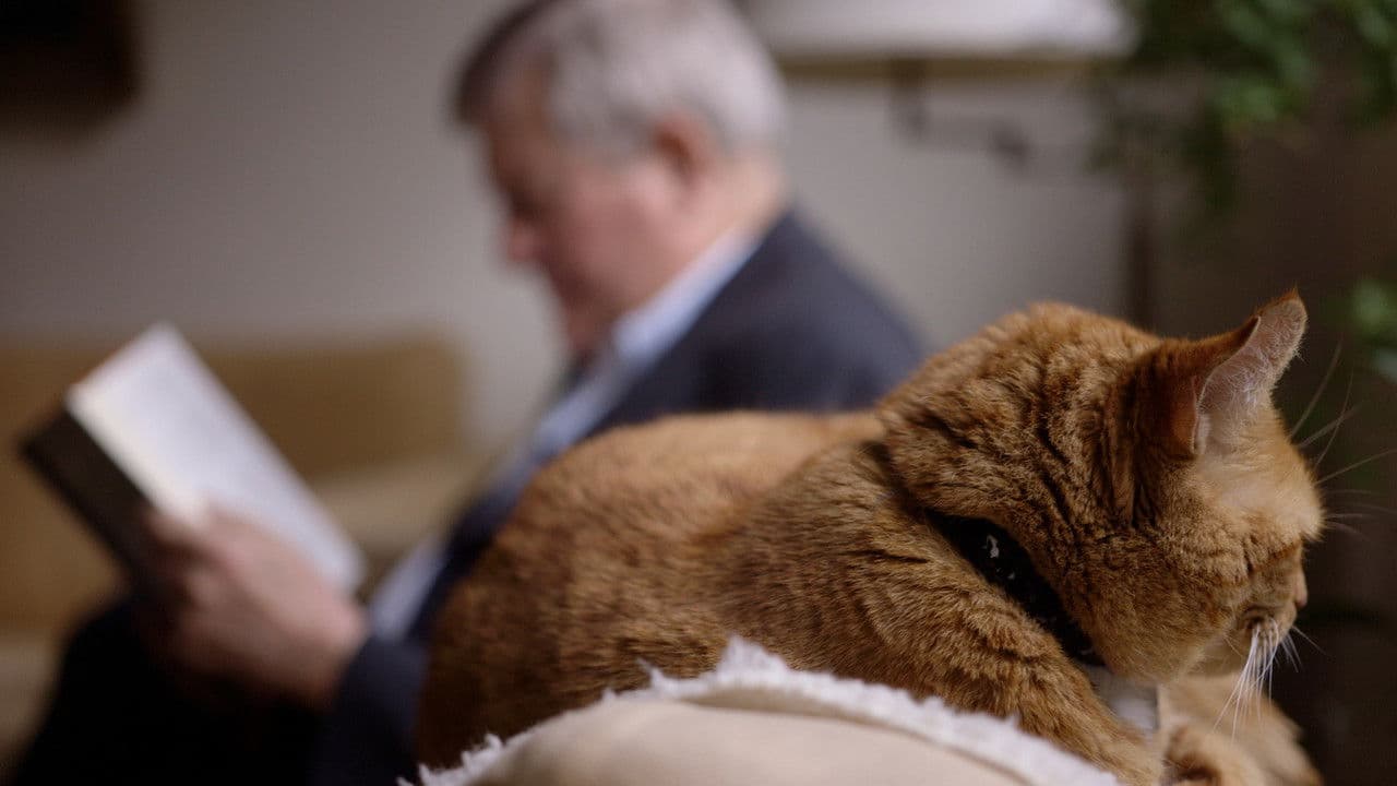 Backdrop – Cat Stories