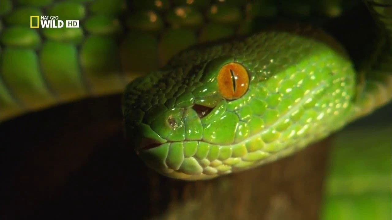 Backdrop – Venom Islands