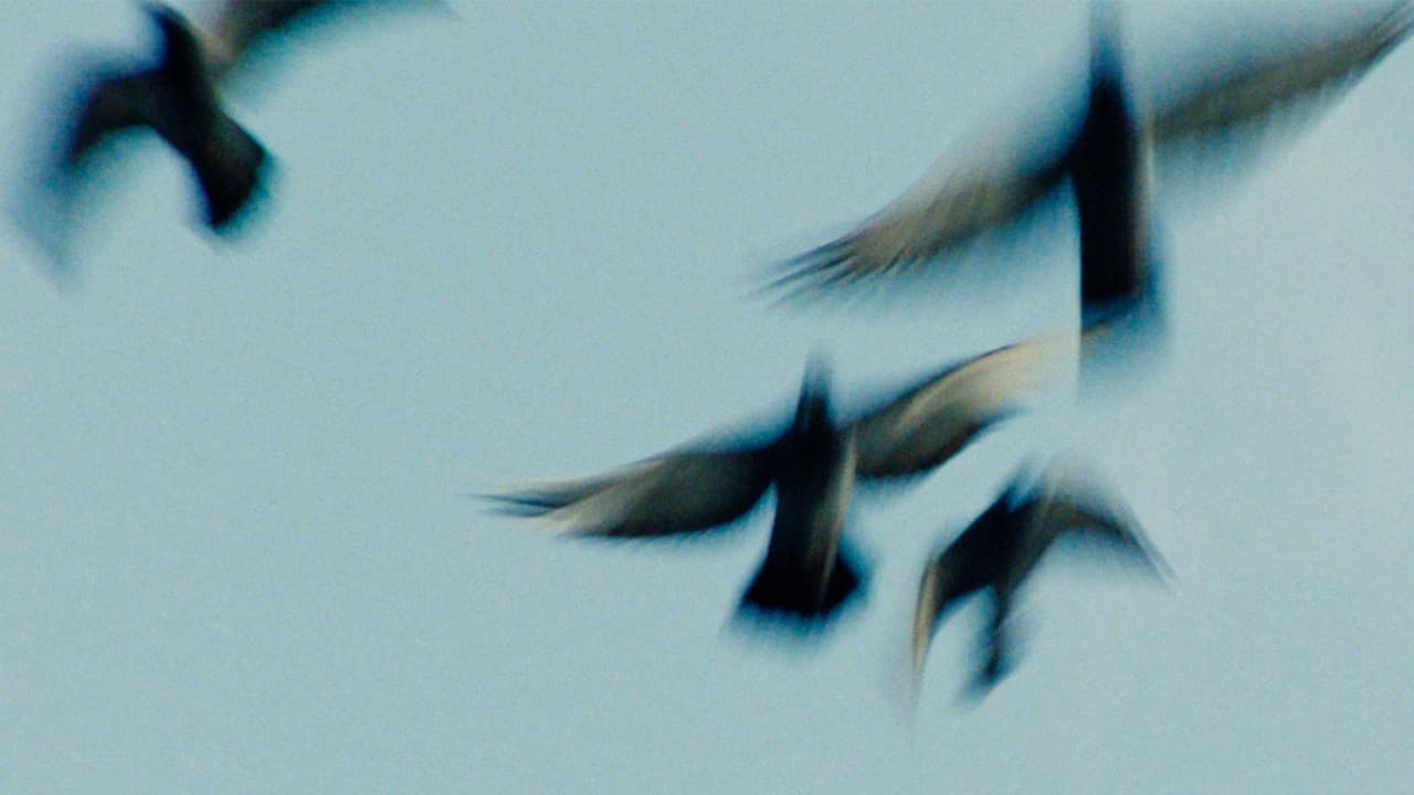 Backdrop – Pigeonman