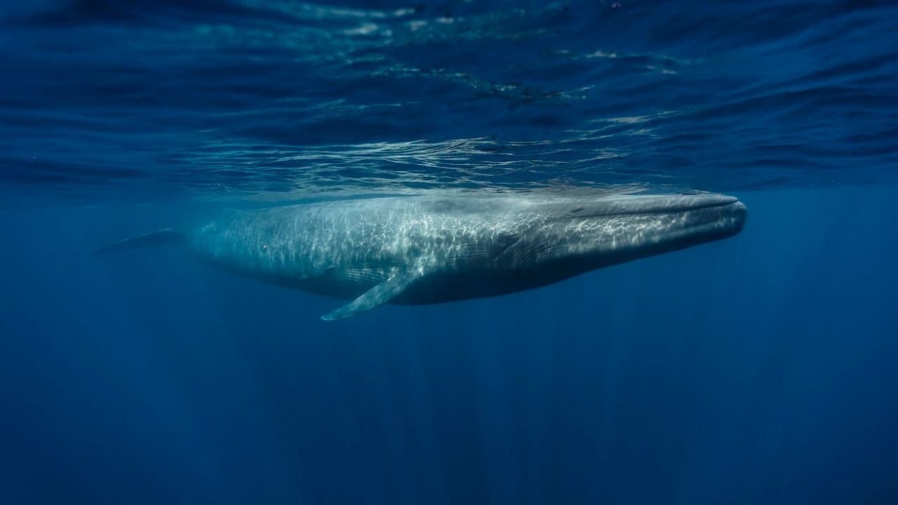 Backdrop – Le retour des baleines à bosse