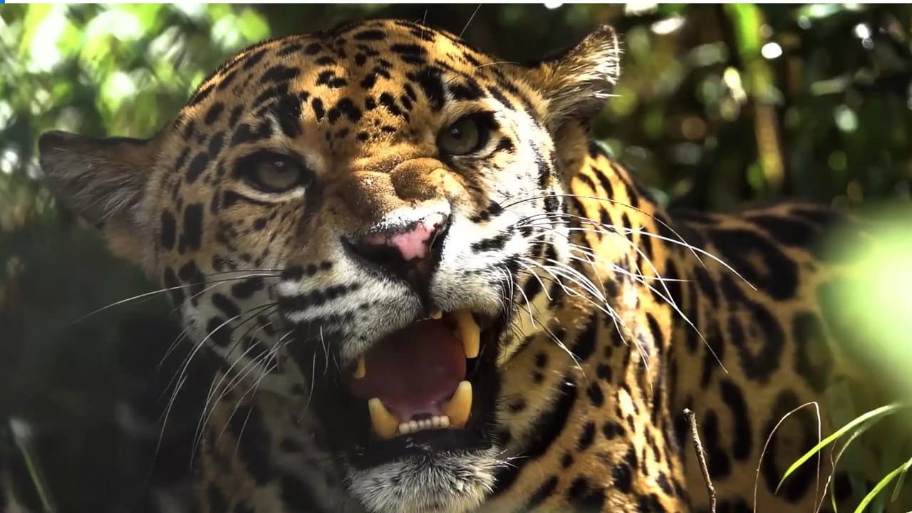 Backdrop – Expedition Artenschutz - Auf der Spur des Jaguars