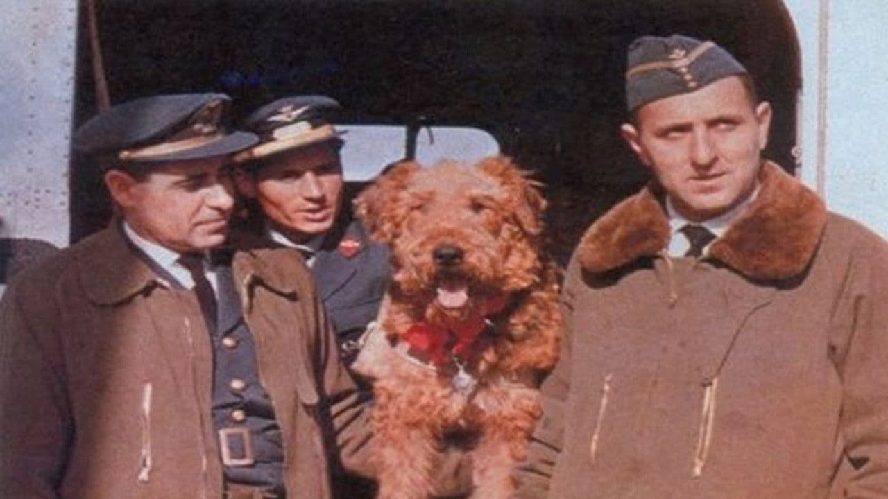 Backdrop – The Ballad of Hector the Stowaway Dog