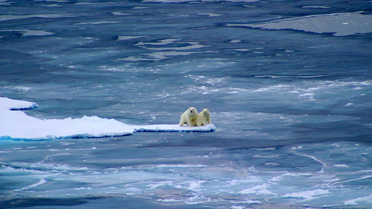 Backdrop – Die Eisbären - Aug In Aug Mit Den Eisbären
