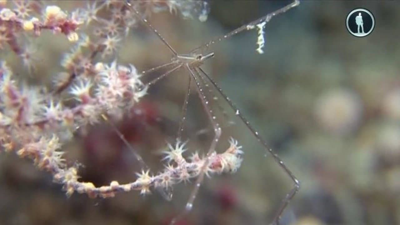 Backdrop – The Secret World of Crustaceans