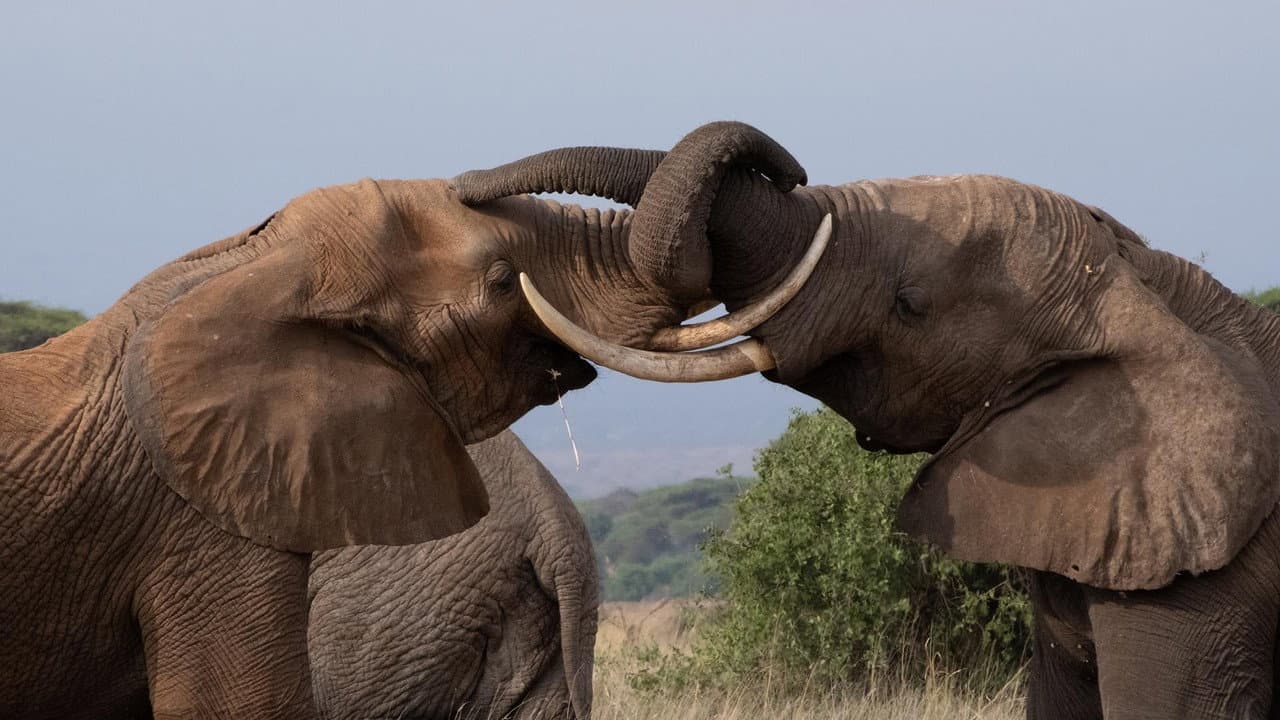 Backdrop – Tusker: Brotherhood of Elephants