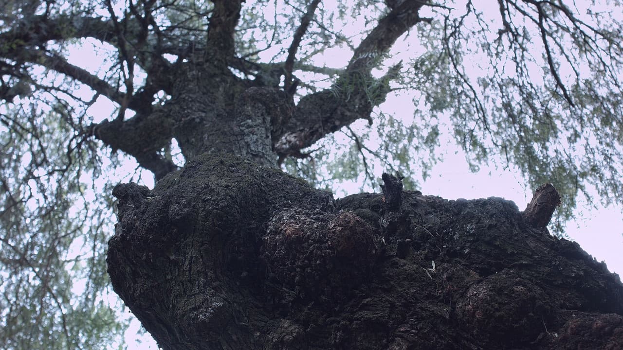 Backdrop – Raíces