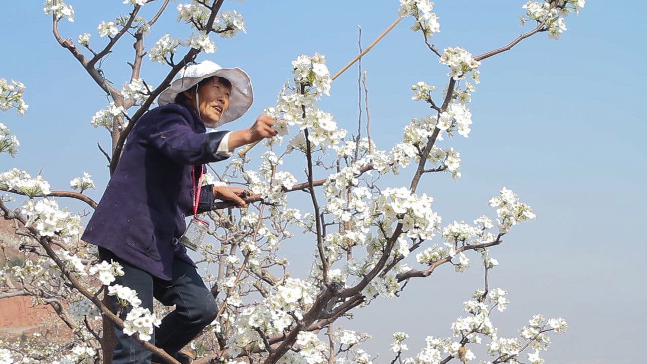 Backdrop – Earth: Muted