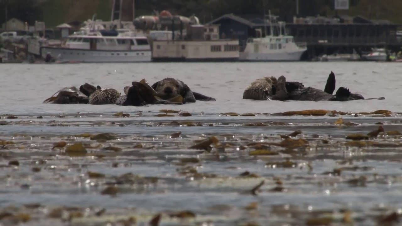 Backdrop – No Otter Zone