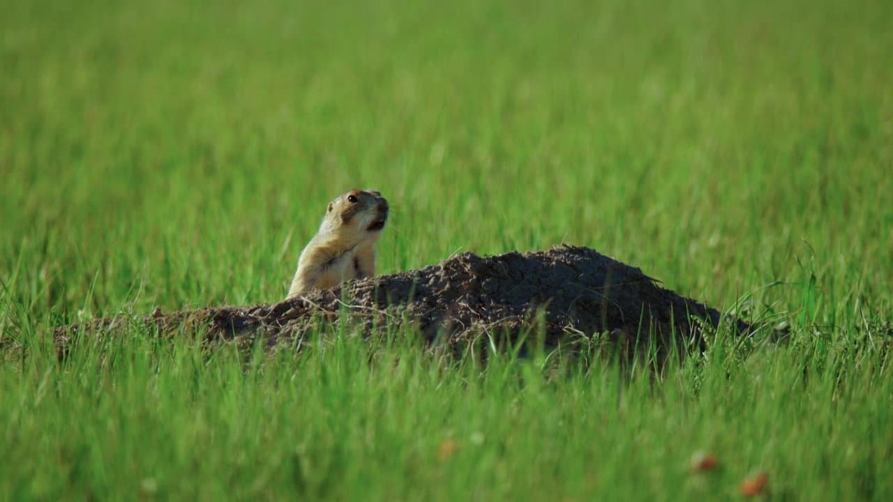 Backdrop – Il était une fois dans la prairie