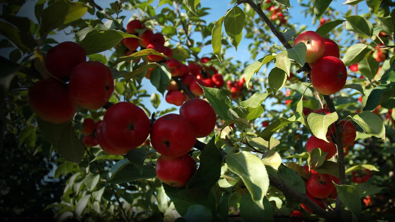 Backdrop – The Botany of Desire