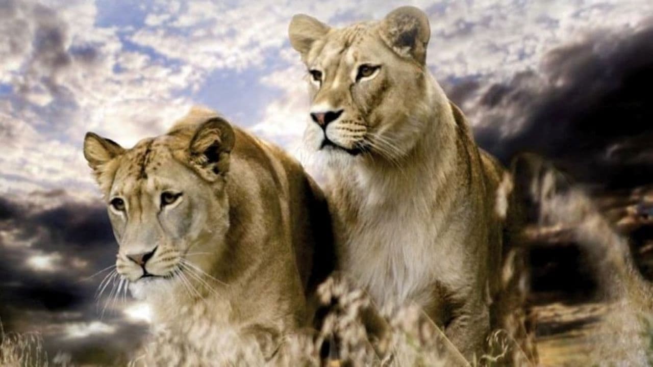 Backdrop – Raubkatzen - Schnell und gefährlich