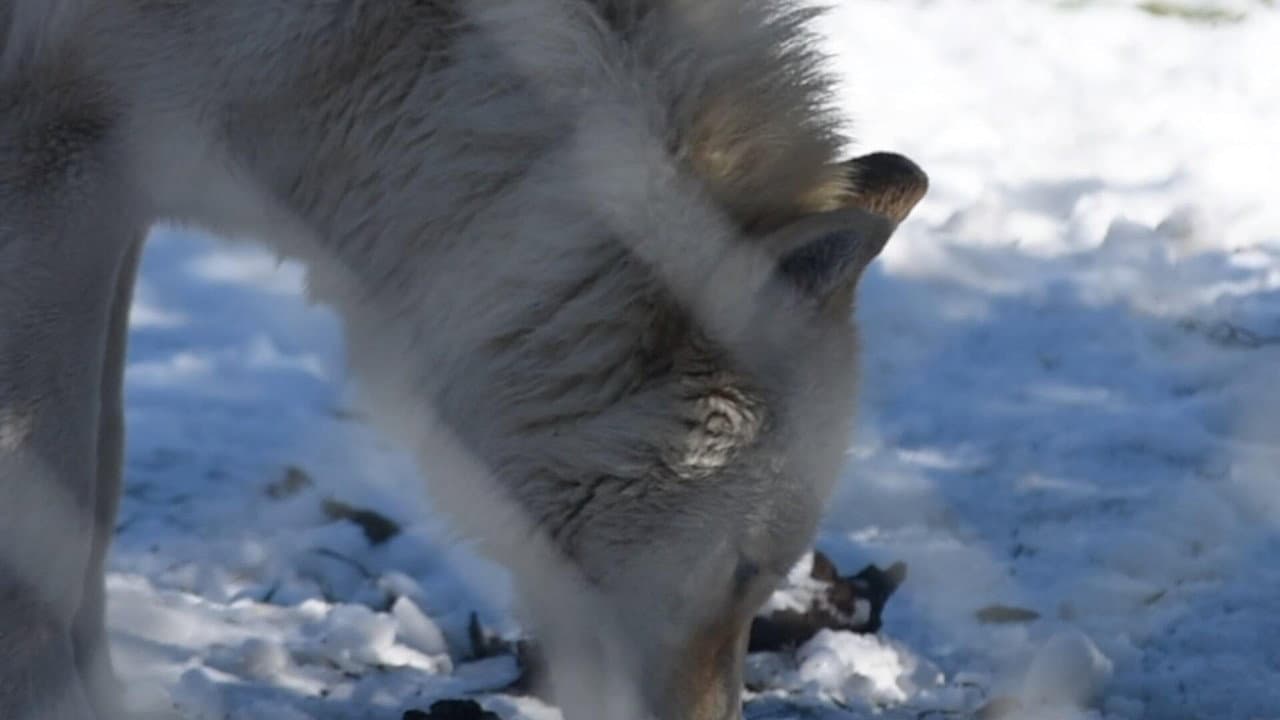 Backdrop – The First Canines