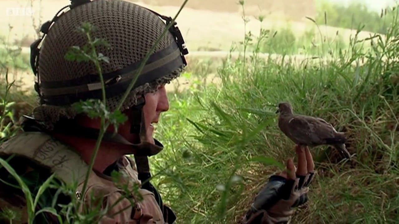 Backdrop – Bitter Lake