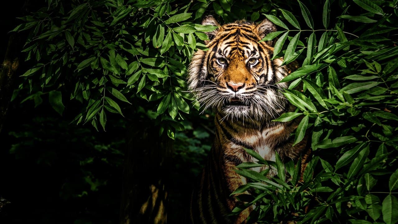 Backdrop – Thailand's Wild Cats