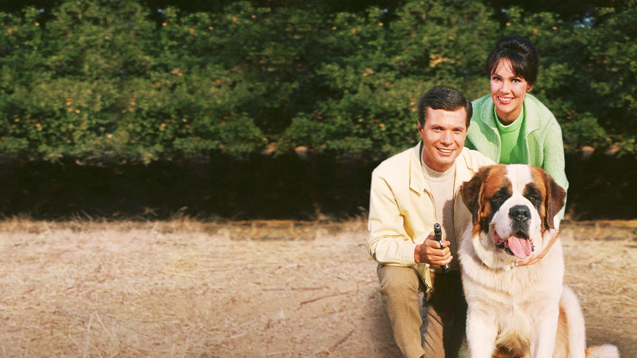 Backdrop – My Dog, the Thief