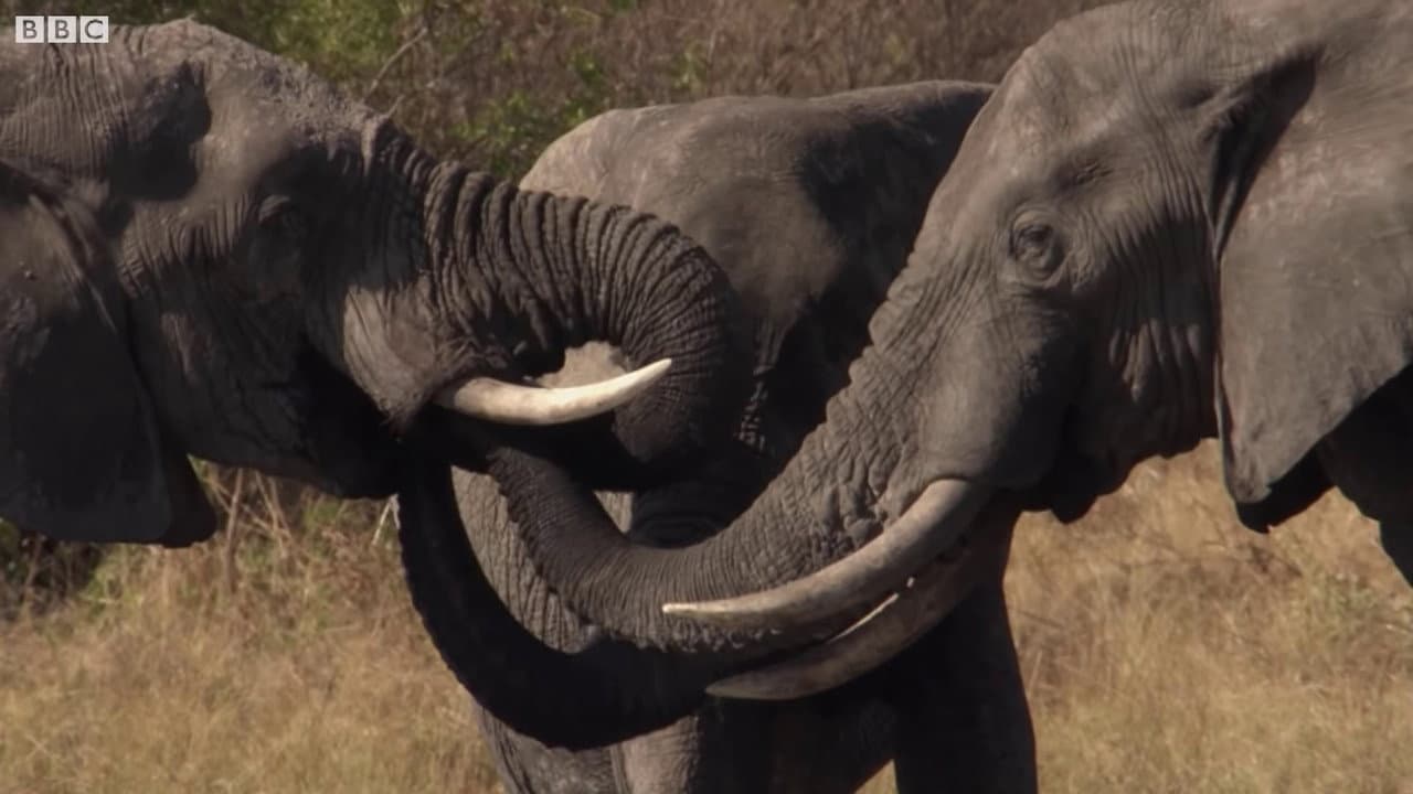 Backdrop – Botswana: Trouble in the Elephant Sanctuary
