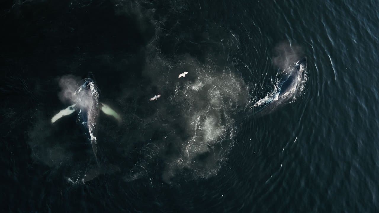 Backdrop – The Whale and the Raven