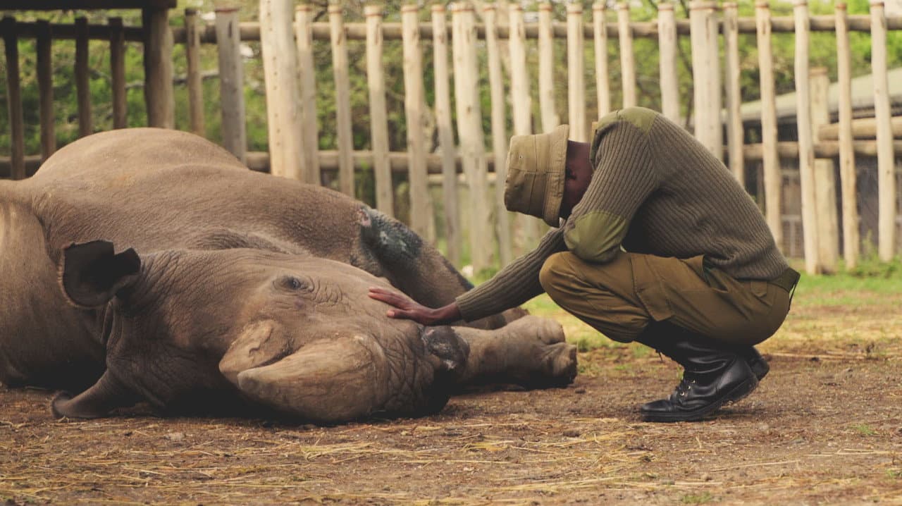 Backdrop – Das letzte Weiße Nashorn