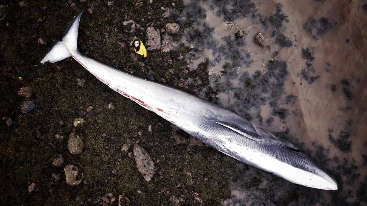 Backdrop – What Killed the Whale?