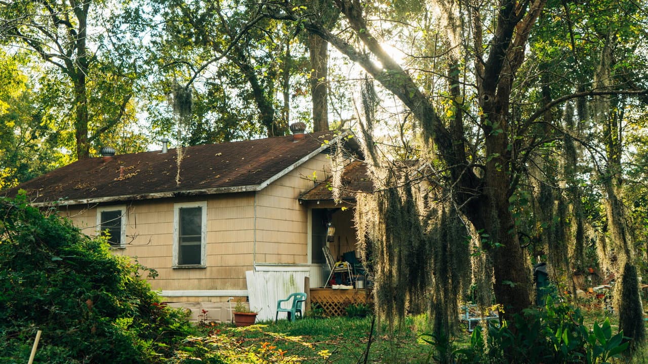 Backdrop – Mossville: When Great Trees Fall