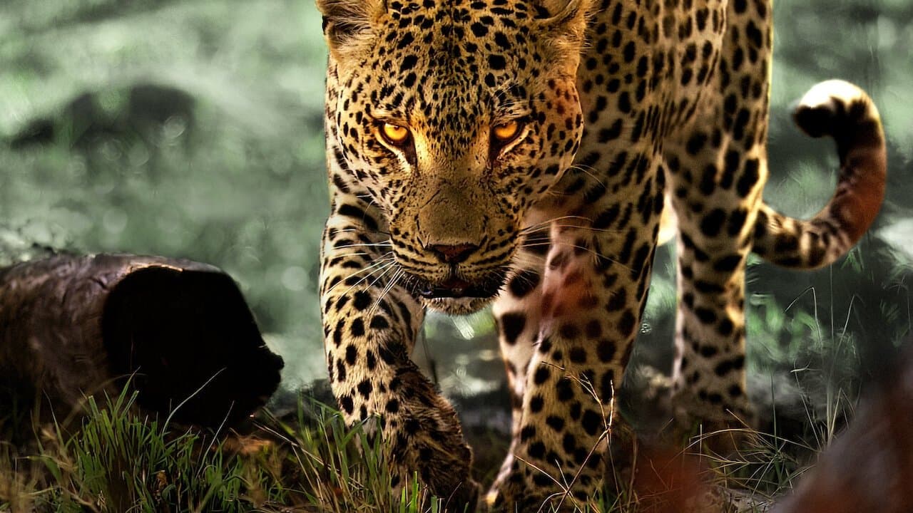 Backdrop – Leben mit Leoparden