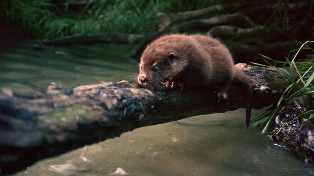 Backdrop – Tarka der Otter