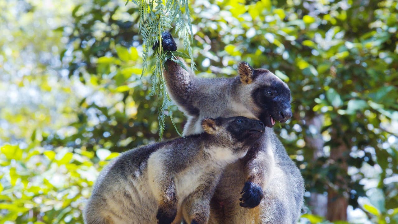 Backdrop – Baumkängurus im australischen Regenwald