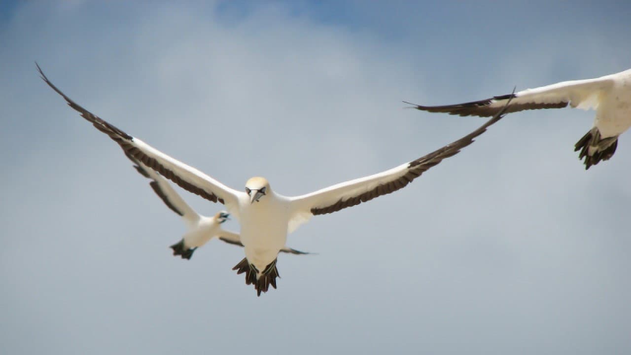 Backdrop – Gannets: The Wrong Side of the Run