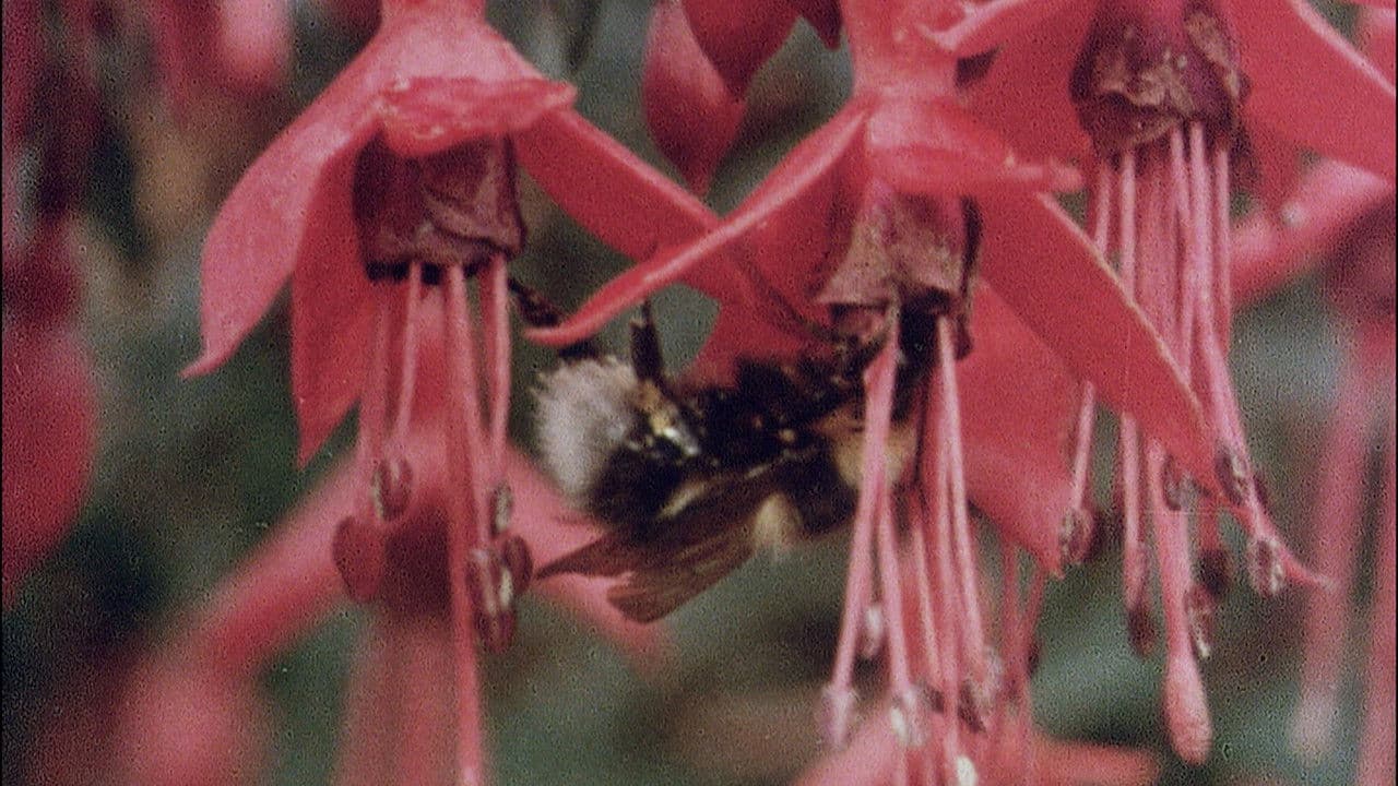 Backdrop – The Quiet Land