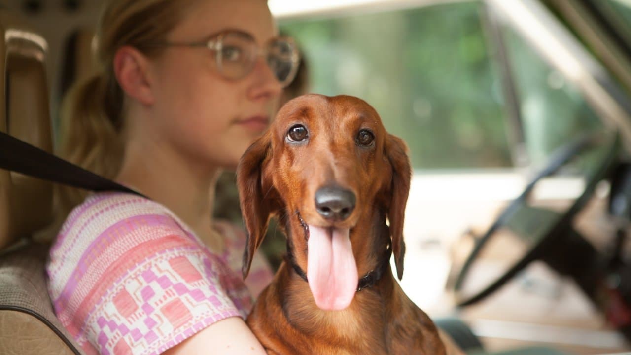 Backdrop – Wiener Dog