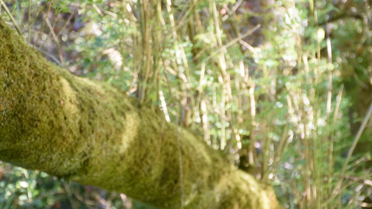 Backdrop – I'll See You Again